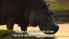 Big Beasts EP 05 [Sub Việt]