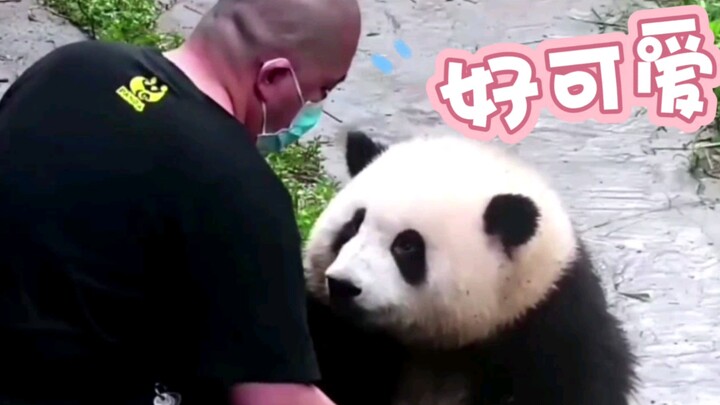 Hua Hua’s big head looks so cute—another lemony day.