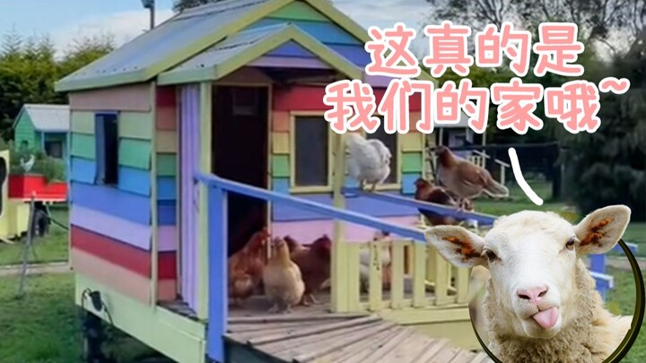 Seperti Tinggal di Taman Bermain Anak: Kehidupan Mewah dan Bahagia Hewan-hewan Peternakan