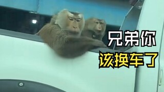 Those animals watching from behind!