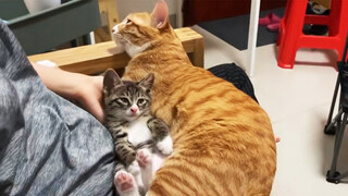 [Động vật] Có hai chú mèo bám người là một việc vô cùng hạnh phúc