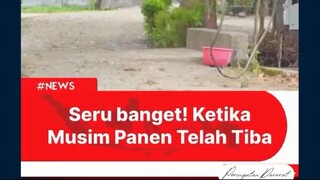 Ketika musim panen padi telah tiba.