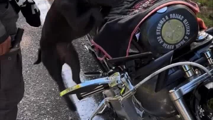 First time seeing a motorcycle fuel tank dog bag like this