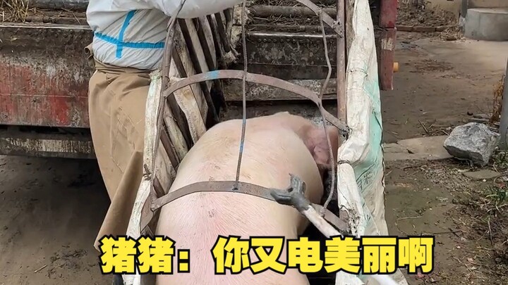 Zhu Zhu: You’re flirting with Beauty again!