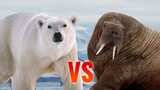 Polar Bear vs Walrus | SPORE