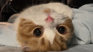 《Mèo chưa trưởng thành vui lòng xem dưới sự giám sát của phụ huynh》