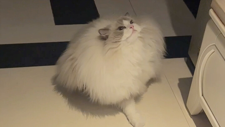 Post-Poop Care Guide for Long-Haired Pigs