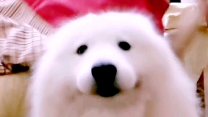 The dog who loves its owner the most on the entire internet!