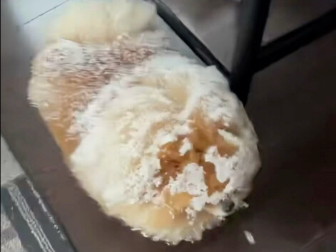 裹满糖霜的小狗，看起来甜甜的