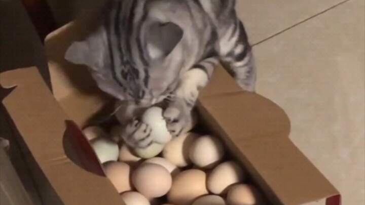 Otak saya hancur saat telur itu terbang keluar.