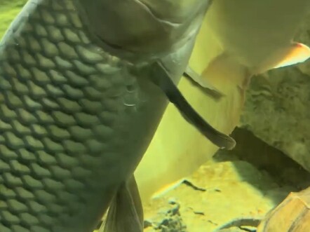 لماذا يحب سمك الشبوط ذو الندبة جدًا امتصاص زملائه في العمل؟