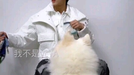 #Liu Yaowen: Makan apa itu, keluarkan lagi! Kentang: Jangan ganggu aku makan!
