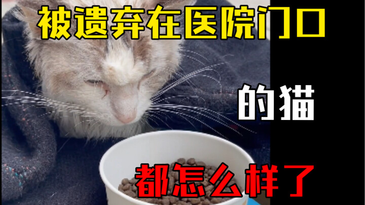 被遗弃在猫德动物医院门口的猫，都怎么样了