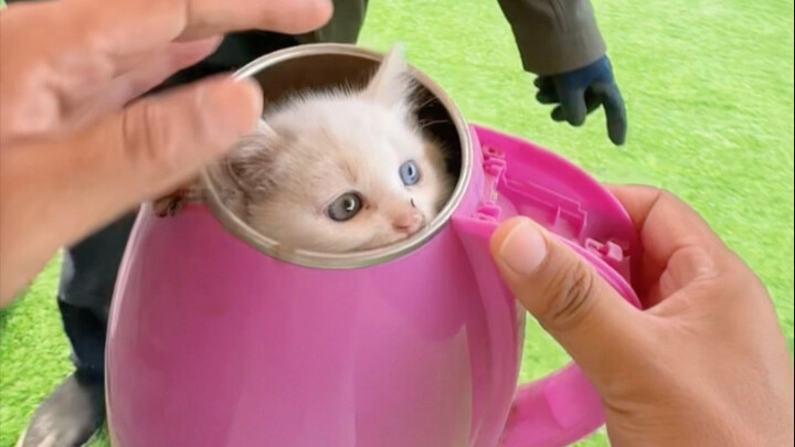 Paman memberiku seekor kucing liar, yang dimasukkan ke dalam teko teh; apakah ini heterokromia?