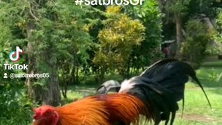 #satbrosGf