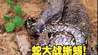 งูต่อสู้กับกิ้งก่า!