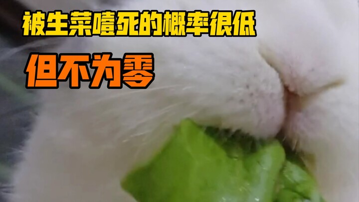 Supaya nggak ada yang belum pernah lihat kelinci tersedak