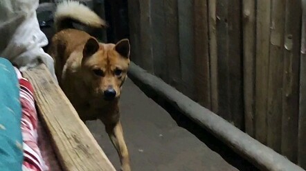 Nuôi chó cả nghìn ngày, chỉ dùng chó trong chốc lát.