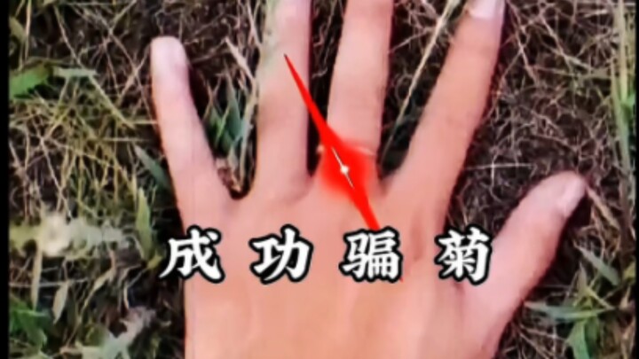 A Collection of Successful Deception Cases Involving Chrysanthemums