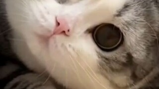 cute cat