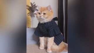 ช่วยแมวแต่งตัว🤣🤣