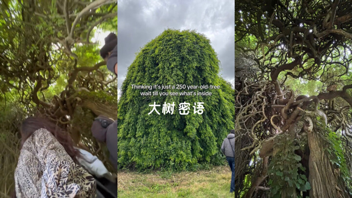 Bisikan Pohon Kuno🌳