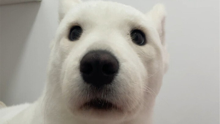 Anjing sebesar ini masih takut petir?