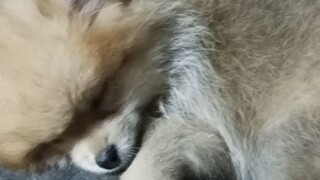 ang tulog ni cofe