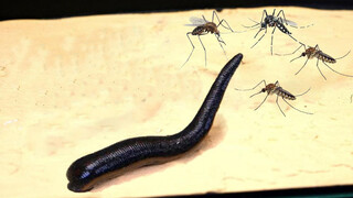 Menaruh belalang di antara semut kelaparan, belalang dikepung!!