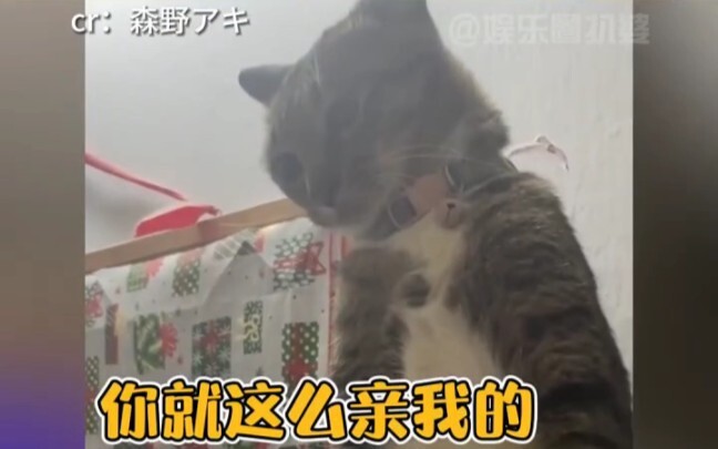 Mèo con bắt chước chủ nhân hôn hôn #Hài hước #Giải trí cho bạn #Cú đòn mùa hè