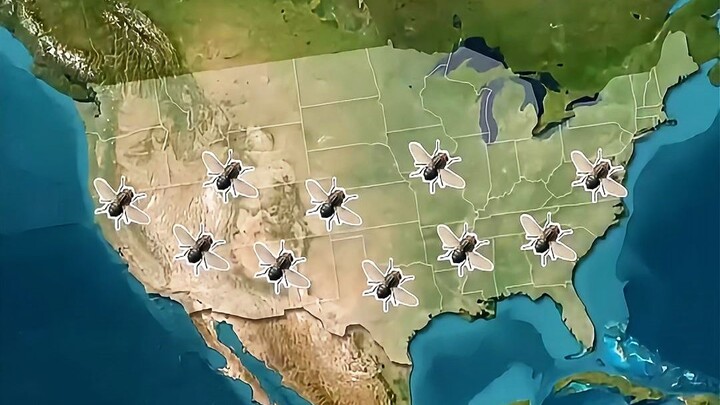Apa? Panama mengizinkan pelepasan 14,5 juta larva lalat setiap minggu!