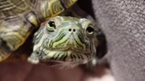 Kura-kura yang Lapar Akan Makan Semuanya