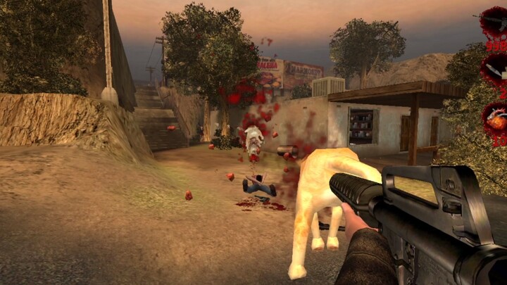 هاكيمي قط صغير، أرِّق يا هاكيمي!