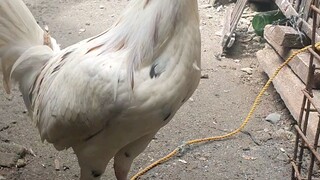 manok ko