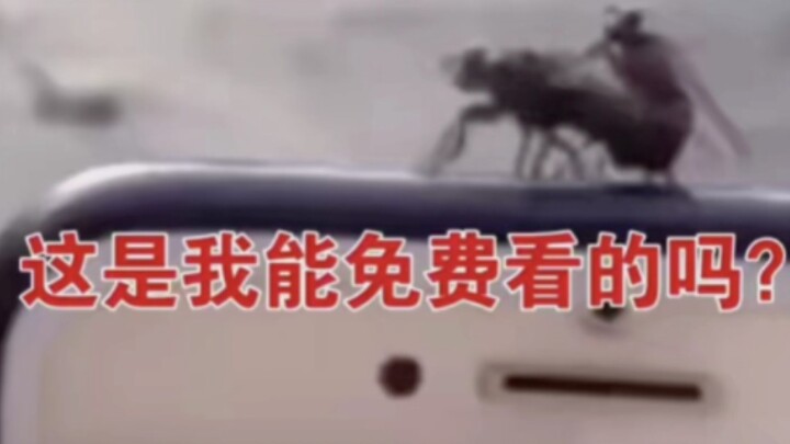 [Silly Observations] Ep. 56: What Should You Watch Out for When Watching a Mosquito Movie for the Fi