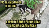 Astagfirullah Kucing Lumpuh Terluka Sampai Gak Bisa Gerak Berjalan Menahan Lapar Di Bawah Pohon..!