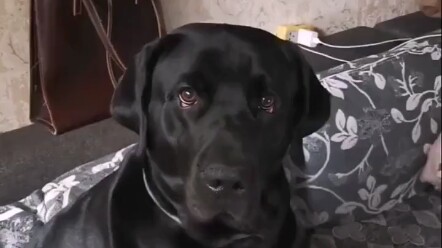 What's it like to communicate seamlessly with your dog?
