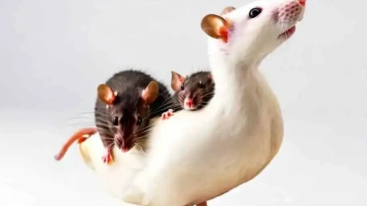 The little duck can’t find its head—please help it!