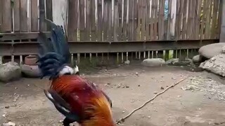 open ear