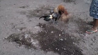 KAHIT MALIIT ANG GOLD KUMAKASA PA RIN