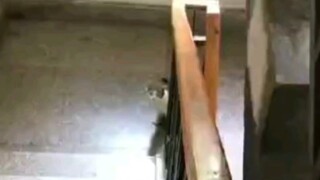 我小猫咪今天拖家带口来看你了