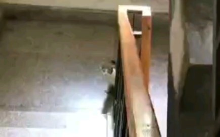 我小猫咪今天拖家带口来看你了