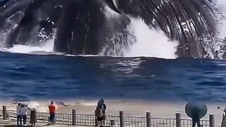 whale