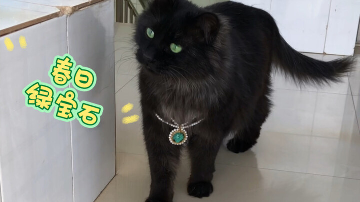 Spring's Emerald Kitten