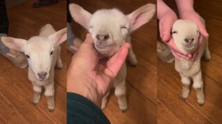 手搓小羊羔💗 这就是我不爱吃羊肉的原因