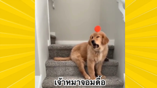 สัตว์เลี้ยงเพื่อนขนปุย : เจ้าหมาจอมดื้อ