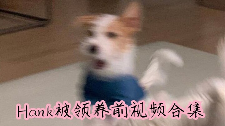[ROSÉ’s New Pet – Hank] A sneak peek at Hank before he was adopted: a brooding face paired with a jo