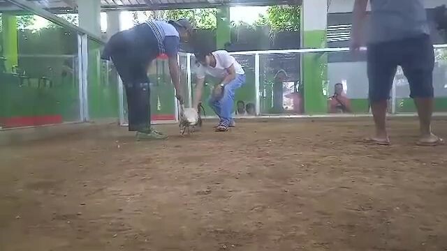 white hatch win