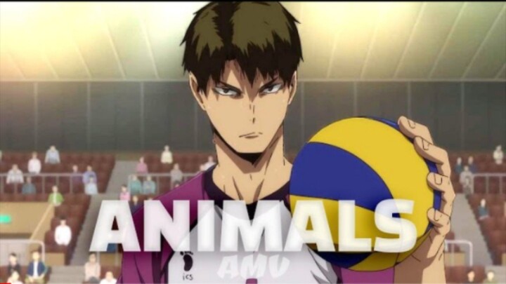 [AMV] Haikyuu - Animals