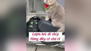 Nay đi ship gặp c khách kỳ ghê ta 🤣 có ai thích Lượm đi ship không? catsoftiktok nuoimeo vairal xuhuongtiktok meo fypシ meocute vacaiket catvesinhchomeo tiktokshop